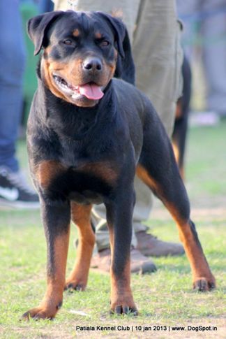 ex-185,rottweiler,sw-80,, FIRE ON ICE, Rottweiler, DogSpot.in
