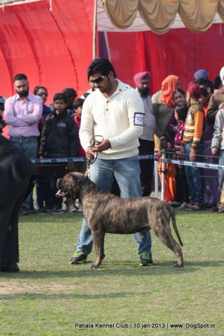 bull mastiff,sw-80,, Patiala Dog Show 2013, DogSpot.in