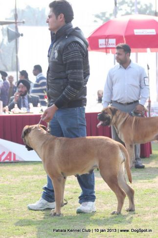 bull mastiff,sw-80,, Patiala Dog Show 2013, DogSpot.in