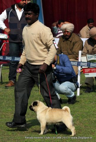 pug,sw-80,, Patiala Dog Show 2013, DogSpot.in