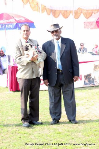 pug,sw-80,, Patiala Dog Show 2013, DogSpot.in