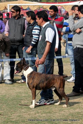 boxer,ex-255,sw-80,, Patiala Dog Show 2013, DogSpot.in