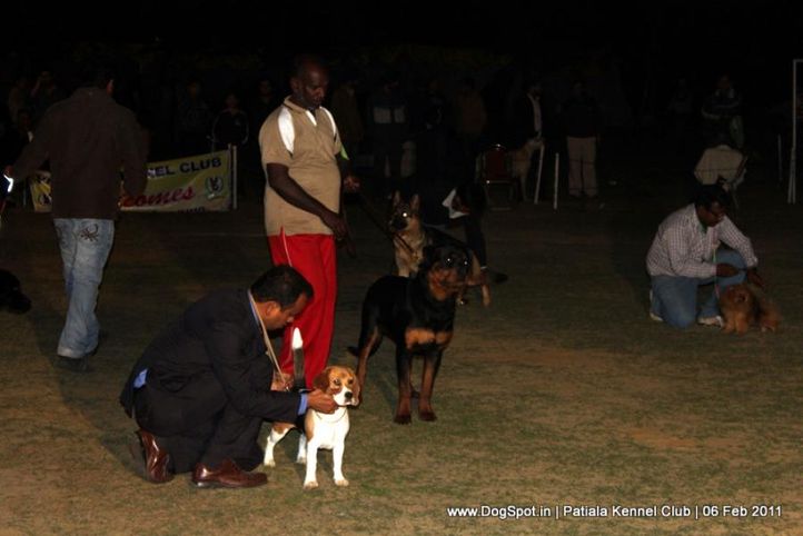 lineup,sw-32,, Patiala Kennel Club 2011, DogSpot.in