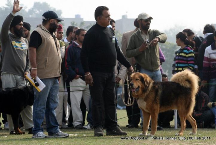 ex-278,sw-32,tibetian mastiff,, MARSHAL BIG BOY, Tibetan Mastiff, DogSpot.in