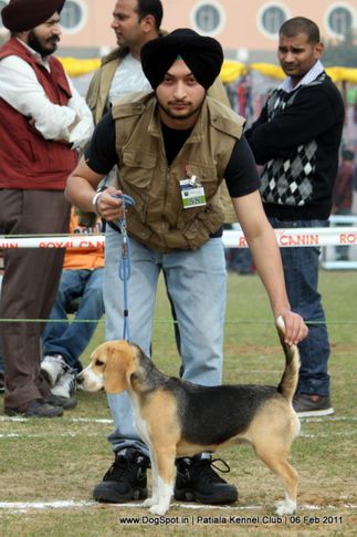 beagle,sw-32,, Patiala Kennel Club 2011, DogSpot.in