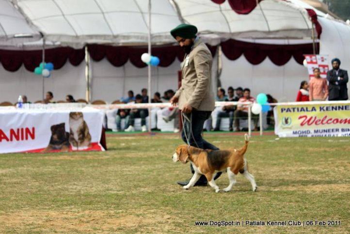 beagle,sw-32,, Patiala Kennel Club 2011, DogSpot.in