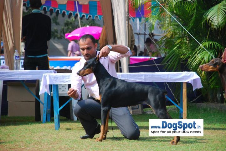 Doberman,, Pune 2010, DogSpot.in