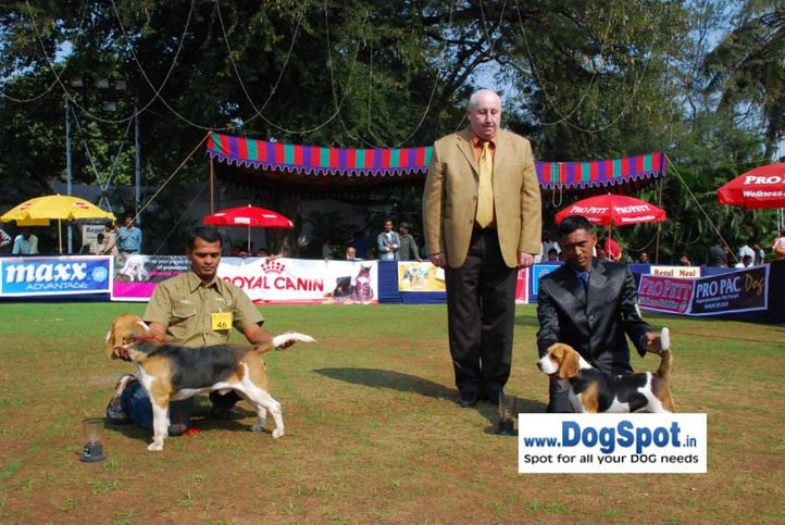 Beagle,, Pune 2010, DogSpot.in