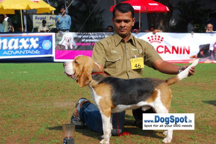 Beagle,, Pune 2010, DogSpot.in