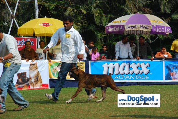 boxer,, Pune 2010, DogSpot.in