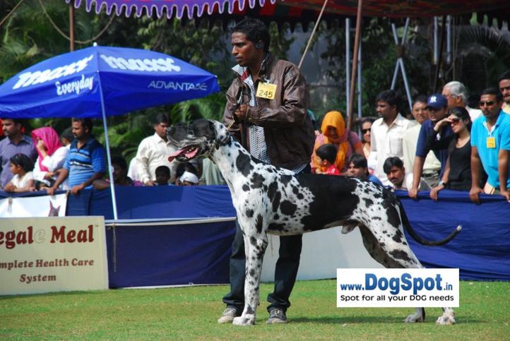 Great Dane,, Pune 2010, DogSpot.in