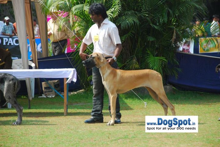 Great Dane,, Pune 2010, DogSpot.in