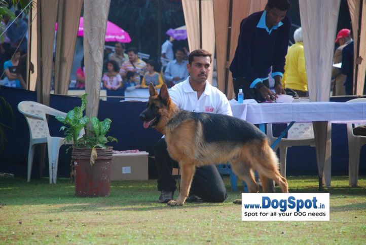 GSD,, Pune 2010, DogSpot.in