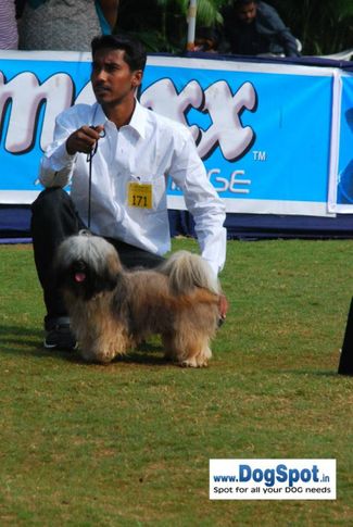 Lhasa,, Pune 2010, DogSpot.in