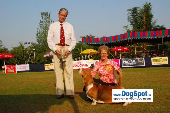 basset,, Pune 2010, DogSpot.in