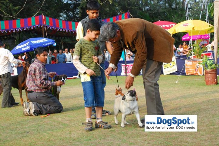 Child Handling,, Pune 2010, DogSpot.in