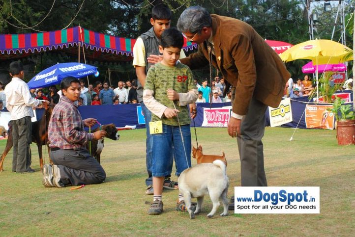 Child Handling,, Pune 2010, DogSpot.in