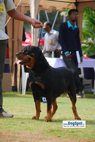 Rott,, Pune 2010, DogSpot.in
