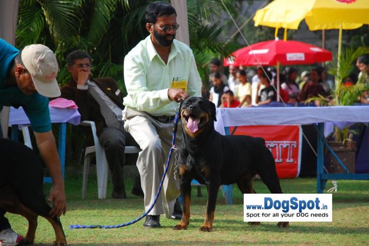 Rott,, Pune 2010, DogSpot.in