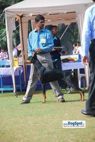 Doberman,, Pune 2010, DogSpot.in