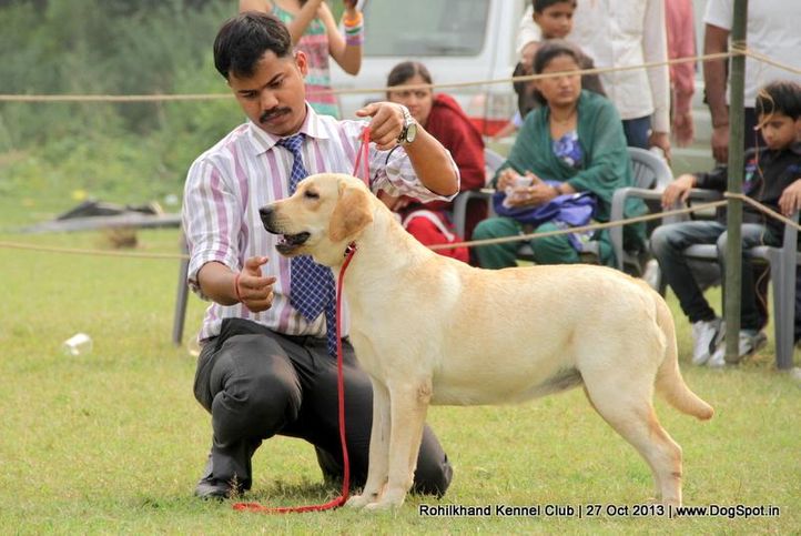 labrador retriever,sw-95,, Rohilkhand Dog Show 2013, DogSpot.in