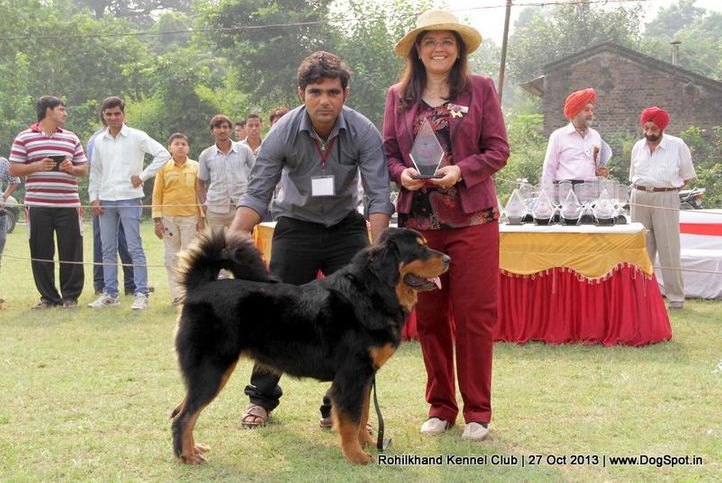 ex-121,sw-95,tibetan mastiff,, DREAM GIRL, Tibetan Mastiff, DogSpot.in