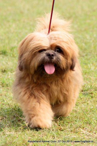 ex-26,lhasa apso,sw-95,, BARRY, Lhasa Apso, DogSpot.in
