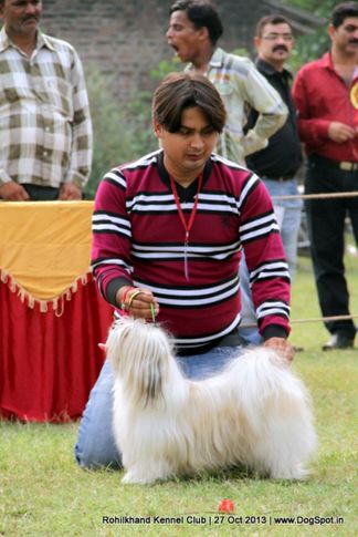lhasa apso,sw-95,, Rohilkhand Dog Show 2013, DogSpot.in