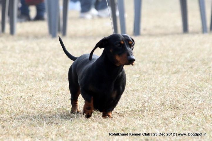 dachshund,ex-39,sw-74,, DEYWOO'S EXCALIBER, Dachshund Standard- Smooth Haired, DogSpot.in