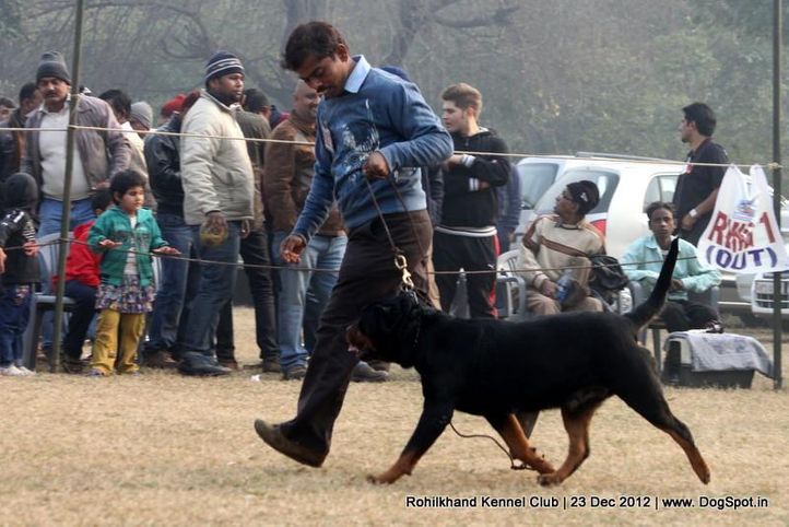 ex-192,rottweiler,sw-74,, Rohilkhand Dog Show , DogSpot.in