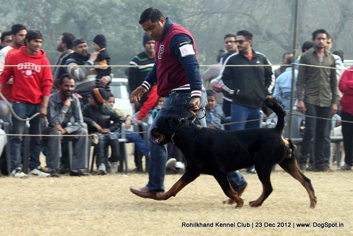 rottweiler,sw-74,, Rohilkhand Dog Show , DogSpot.in