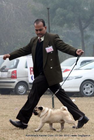 pug,sw-74,, Rohilkhand Dog Show , DogSpot.in