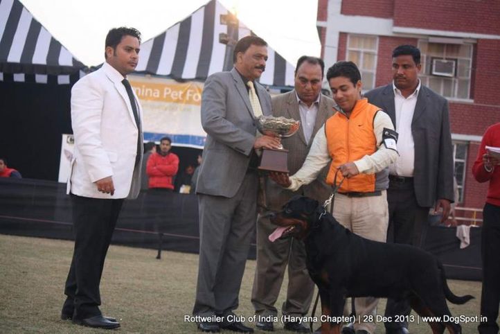 lineup,, Rottweiler Club Of India (Haryana Chapter) , DogSpot.in