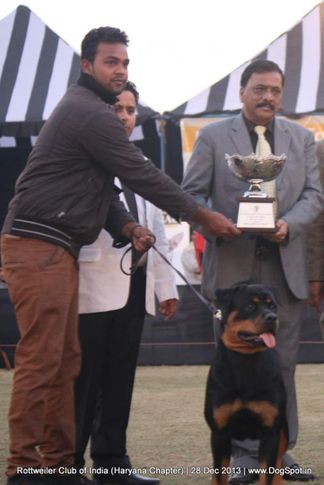 lineup,, Rottweiler Club Of India (Haryana Chapter) , DogSpot.in