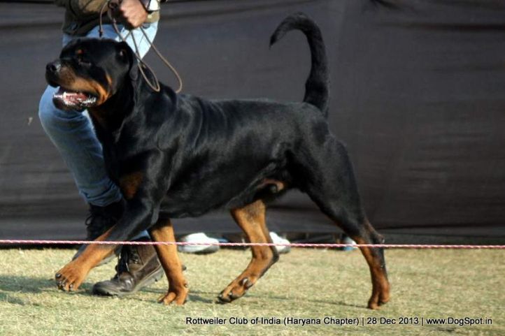 rottweiler,, Rottweiler Club Of India (Haryana Chapter) , DogSpot.in