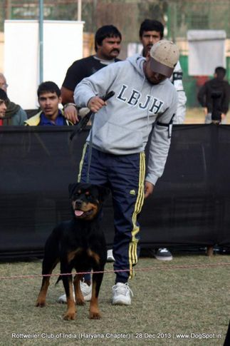 rottweiler,, Rottweiler Club Of India (Haryana Chapter) , DogSpot.in