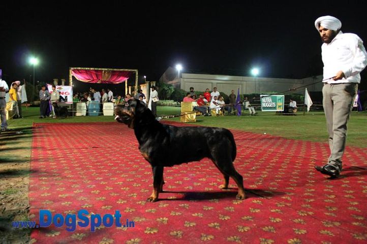 sw-36, delhi,ex-47,rottweiler,rottweiler speciality show,, CUTIEPIE, Rottweiler, DogSpot.in