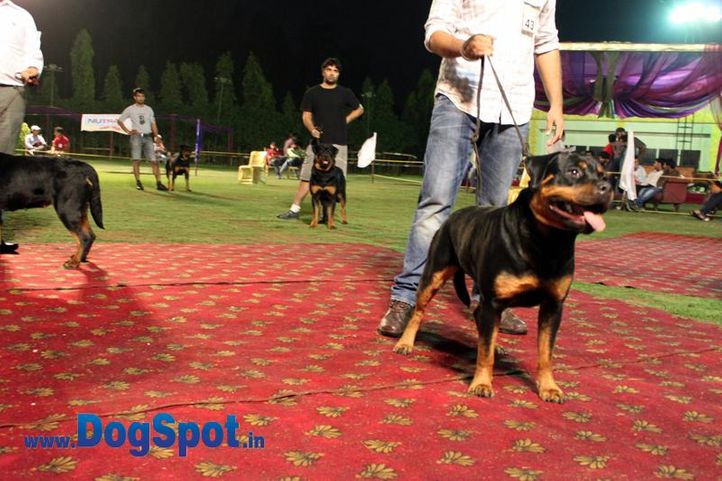 sw-36, delhi,ex-43,rottweiler,rottweiler speciality show,, Rottweiler Speciality 2011 April, DogSpot.in
