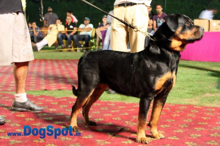 sw-36, delhi,ex-42,rottweiler,rottweiler speciality show,, Bruna Ausdershwetkang, Rottweiler, DogSpot.in