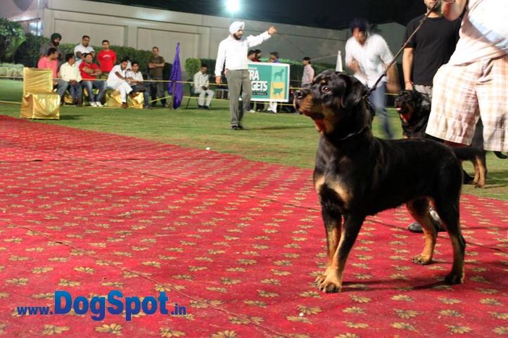 sw-36, delhi,ex-10,rottweiler,rottweiler speciality show,, BUDDY VOM GODDO, Rottweiler, DogSpot.in