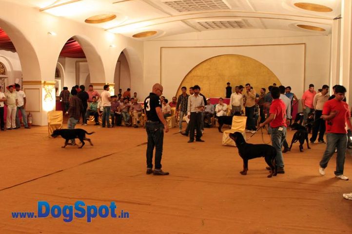 sw-36, delhi,indoor show,rottweiler,rottweiler speciality show,show ground,, Rottweiler Speciality 2011 April, DogSpot.in