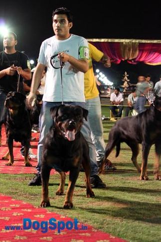 sw-36, ankit chibber,delhi,ex-1,rottweiler,rottweiler speciality show,, IN. CH TH.SRB.JR.CH.CAI VON LENCHEN, Rottweiler, DogSpot.in