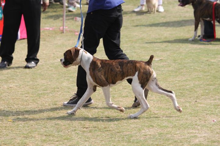 boxer,, Royal Kennel Club Dog Show 2011, DogSpot.in