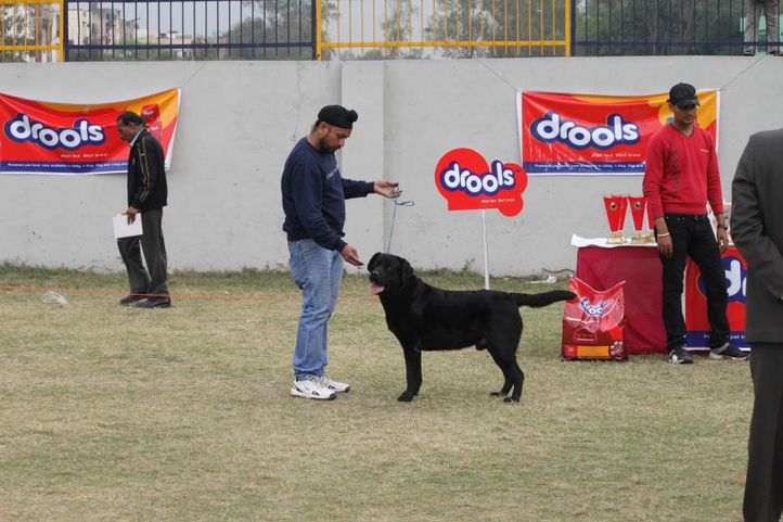 labrador retriever,, Royal Kennel Club Dog Show 2011, DogSpot.in