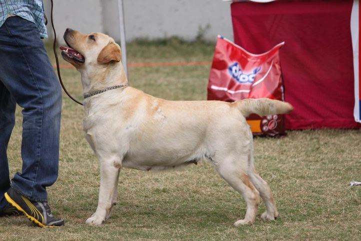 labrador retriever,, Royal Kennel Club Dog Show 2011, DogSpot.in