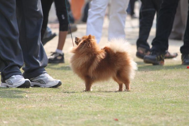pekingese,, Royal Kennel Club Dog Show 2011, DogSpot.in
