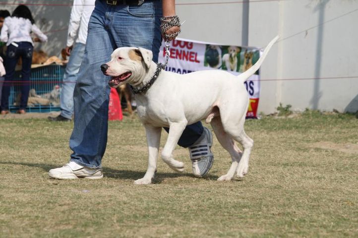 bull terrier,, Royal Kennel Club Dog Show 2011, DogSpot.in