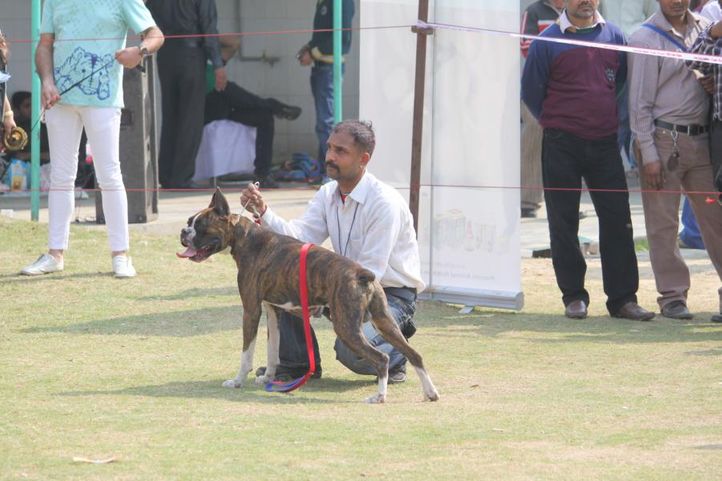 boxer,, Royal Kennel Club Dog Show 2011, DogSpot.in