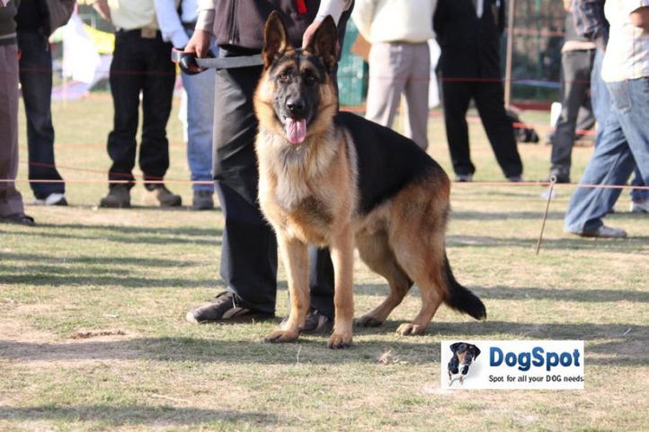 GSD,, Royal Kennel Club, DogSpot.in