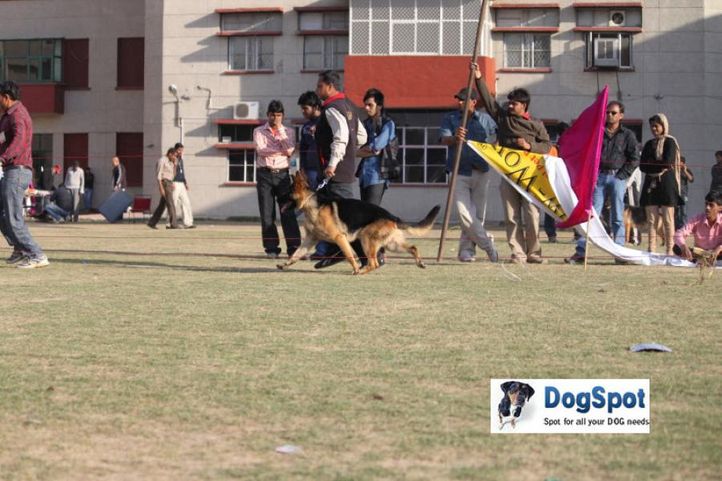GSD,, Royal Kennel Club, DogSpot.in